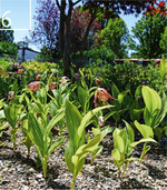 6 Im Freiland werden die Pflanzen an die späteren Wuchsbedingungen gewöhnt.