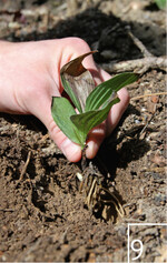 9 Härtl bei der Pflanzung von Frauenschuh am Naturstandort.