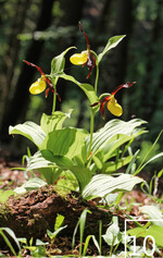 10 Mit der richtigen Pflege blühen die Jungpflanzen nach einigen Jahren auch am Naturstandort.