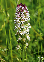 12 Der Frauenschuh ist nicht die einzige heimische Orchidee in Härtls Gärtnerei: Auch eine Versuchsfläche mit Brandknabenkraut und Co. gibt es zu entdecken.