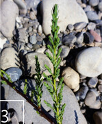 3 ... für die Tamariske ...