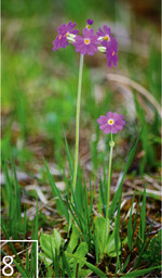 8 Die Mehlprimel profitiert von der Biotoppflege, die im Projekt umgesetzt wurde