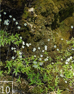 10 In den Hangquellmooren wachsen nun neue Kalksinter mit Moosen und Fettkräutern.