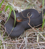 11 Auch die Kreuzotter – hier im dunklen Farbschlag – fühlt sich wohl.