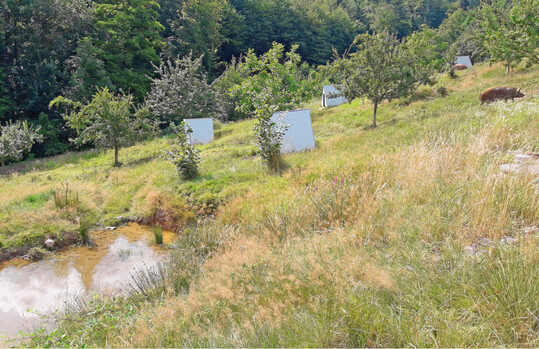 Abb. 1: Weideflche und Unterstnde ganzjhrig im Freiland lebender Muttersauen. Die Vegetation ist mit lang- und kurzrasigen Bereichen sehr heterogen ausgeprgt. Whl- und Suhlstellen erhhen die Strukturvielfalt.