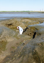 Neu entstandener Prielarm in einem noch überwiegend unbewachsenen Tidepolderbereich