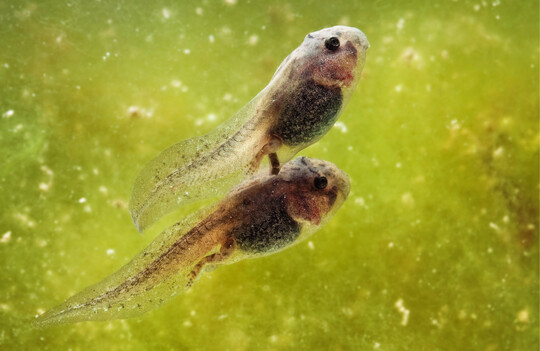 Kaulquappen der Gelbbauchunke