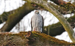 Der Habicht (Accipiter gentilis) ist eine seltene Art.