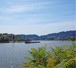 Der Götterbaum stammt ursprünglich aus Asien, wächst aber inzwischen vielerorts in Deutschland.