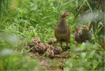 Rebhuhnfamilie in der Deckung einer Blühfläche