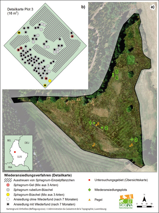 Abb. 1: a) Niedermoor Haarzebruch mit den Wiederansiedlungsplots der Torfmoose. Zeitpunkt der Anlage der Plots: 1 und 2: 2020; 3, 4 und 5: 2022. b) Entwicklung unterschiedlicher Wiederansiedlungsverfahren nach sieben Monaten (Plot 3).