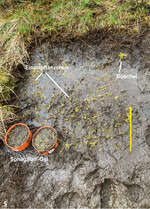 Abb. 5: Anwendung der drei Ausbringungstechniken von Sphagnen auf Plot 3.