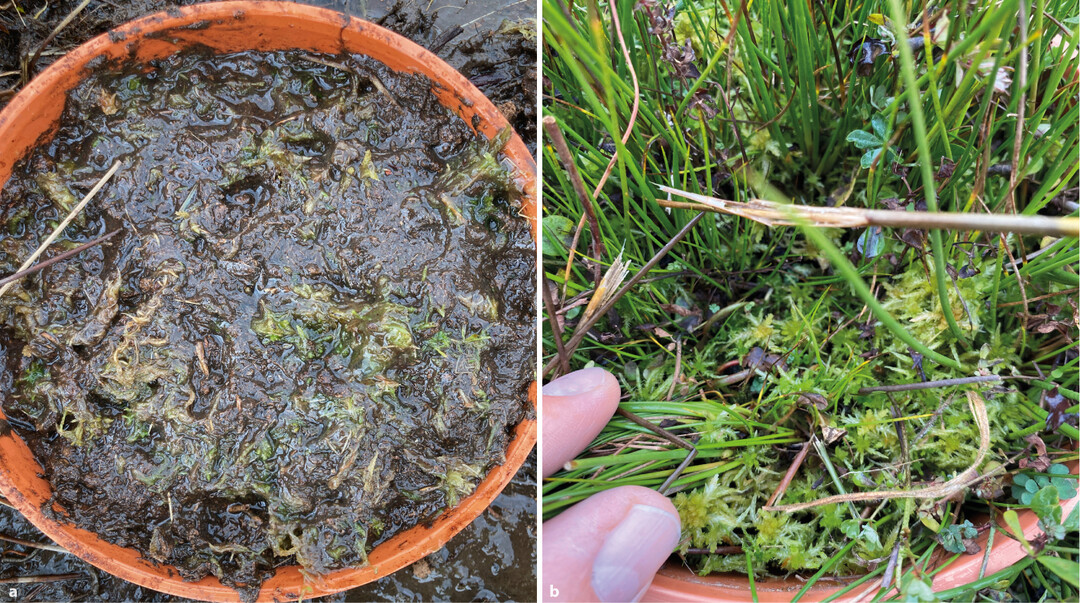 Abb. 6: a) Ausbringung vonSphagnum -Gel in PVC-Rohren (Plot 3). b) Entwicklung vonSphagnum -Gel nach acht Monaten.