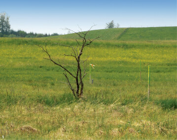 Abb. 1: Zur besseren Orientierung fr die ausfhrenden Landwirte wurden die Frhmahdflchen mit 2 m hohen und gelb markierten Holzpfhlen ausgepflockt.