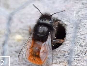 2) Sehr hufige Bewohner der Insektennisthilfen sind Vertreter der Mauerbienen(Osmia) .