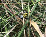7) Die jungen Menschen lernen nebenbei Arten kennen: Hier ist es eine Wespenspinne, die im Mahdgut sitzt.