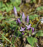 9) Prioritäre Arten im Isenthal sind unter anderem der Deutsche Enzian ...