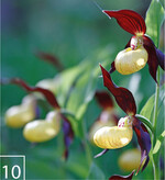 10) ... und der Frauenschuh.