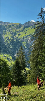 12) Gemäht wird oft von Hand oder mit insektenschonenden Mähern.