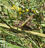 13) Davon profitiert zum Beispiel der Warzenbeißer. Er steht in der Schweiz auf der Vorwarnliste der Roten Liste.