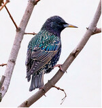 Ein Star im Prachtkleid – ein heute gefährdeter Allerweltsvogel weist auf die Folgen des Nutzungswandels in der Landwirtschaft hin.