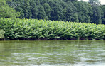 <strong>Abb. 2: </strong>Flächig ausgebildeter Bestand des Sachalin-Staudenknöterichs (Fallopia sachalinensis ) an der Ilz. Extensive stands of Sakhalin knotweed (Fallopia sachalinensis) along the Ilz River.