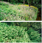 <strong>Abb. 6: </strong>Foto-Vergleich eines Neophyten-Bestandes am sog. Stockbauersteg: 2009 (oben) handelte es sich noch um einen Mischbestand ausImpatiens glandulifera ,Rudbeckia laciniata undFallopia sachalinensis , 2015 (unten) wird derselbe Standort fast ausschließlich vonFallopia sachalinensis eingenommen. | Comparison of an extensive neophyte stand next to the so-called Stockbauer-bridge. In 2009 the vegetation was mixed stand of Impatiens glandulifera, Rudbeckia laciniata and Fallopia sachalinensis, in 2015 the same site was covered almost exclusively by Fallopia sachalinensis.