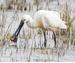 Der Löffler brütet inzwischen mit über 1.000 Paaren im Nationalpark Wattenmeer.