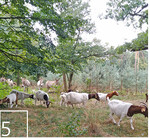 5 Neben der Landschaftsarchitektur spielt die Landschaftsplanung eine wichtige Rolle, zum Beispiel im Beweidungsprojekt zur Entwicklung lichter Wälder auf Binnendünen in Sandhausen und Oftersheim.