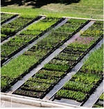 2 Im Freigelände werden die Jungpflanzen aufgezogen.