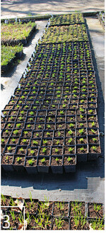 3 Bevor die Jungpflanzen in einzelne Töpfe pikiert werden können, ...