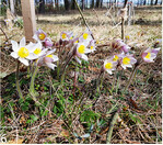 6 Die Frühlings-Kuhschelle (Pulsatilla vernalis) zählt zu den Arten, die in der Gärtnerei vermehrt werden.