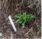 8 Die Jungpflanzen werden dann wieder in das angestammte Habitat der Mutterpflanzen ausgebracht.