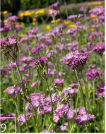 9 Manche der Arten werden bis zur ersten Blüte in der Gärtnerei kultiviert.