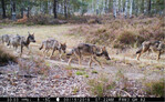 Wolfsrudel, aufgenommen von einer Wildtierkamera
