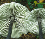 Eine der seltenen Arten im Böhmerwald: der Buchenwald-Zärtling