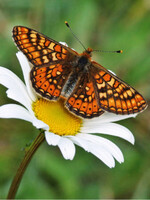 Goldener Scheckenfalter