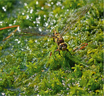 Die Hochmoor-Mosaikjungfer könnte von der „Impfung“ der Moore profitieren.