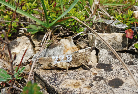 Abb. 1: Markiertes Weibchen einer Rotflgeligen dlandschrecke. Die Tiere sind sehr gut an den Untergrund angepasst. Hufig werden sie erst beim Auffliegen sichtbar.