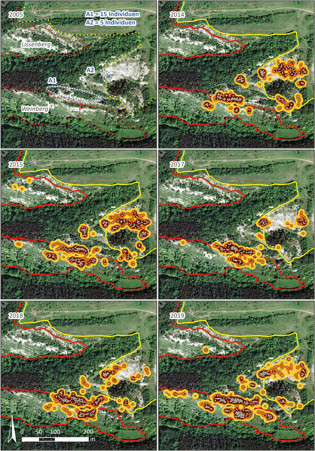 Abb. 2: Fundpunkte der Rotflgeligen dlandschrecke im Zeitraum 2005 bis 2019. Die Lage der Ausgangspopulationen (A1, A2) im Jahr 2005 wurde entsprechend der Angaben von Wallaschek (2006) abgegrenzt. Rote Linien: Ziegenweiden (seit 2012), gelbe Linie: Konikweide (seit 2009). Geodatengrundlage: DOP-20, RGB, Befliegung 2017,  GeoBasis-DE / LVermGeo LSA, [2018, C22-7007175-2018]. Es gelten die Nutzungsbedingungen des LVermGeo LSA.