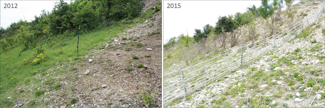 Abb. 4: Vergleich der Habitatstruktur innerhalb der Ziegenweide am Alten Weinberg in den Jahren 2012 (Weidebeginn) und 2015. Der Zaun in der Bildmitte ist die Begrenzung zwischen Ost- und Westweide. Links (2012) zeigt die Situation, als der Ostteil der Flche bereits beweidet wurde. Rechts: Bereits 2015, nach drei Jahren Ziegenbeweidung, war eine deutliche Auflichtung von Gehlz- und Krautschicht erkennbar.