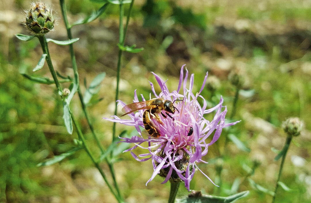 Abb. 1: Halictus scabiosae (Gelbbindige Furchenbiene) aufCentaurea stoebe am Köppelberg 2017.