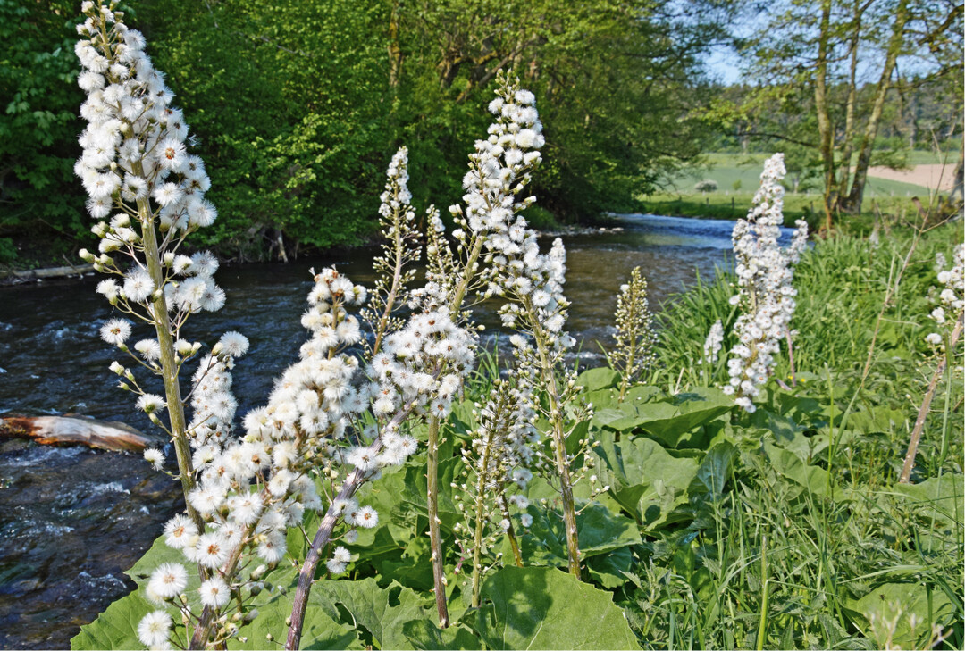 Stickstoffeintrge in gesetzlich geschtzte Biotope knnen erhebliche Auswirkungen auf Arten und Vegetation haben  hier beispielsweise durch die Frderung nitrophiler Arten wie Petasites hybridus in einem FFH-Gebiet.