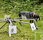 5 Hat Loppis den Duft gefunden, zeigt er ihn durch Vorstehen an.