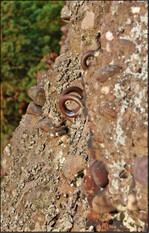 Abb. 2: Spuren illegalen Kletterns an einer gesperrten Kletterroute in den Buntsandsteinfelsen im Rurtal. Die Route führte nur wenige Meter an einem Uhubrutplatz vorbei.
