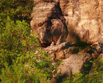 Abb. 5: Junger Uhu an einem der Uhubrutplätze in den Buntsandsteinfelsen im Rurtal; 06.06.2008.