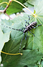 <strong>Abb. 1: </strong>Asiatischer Laubholzbockkäfer (Anoplophora glabripennis)