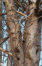 Abb. 2: Stark befallene Kastanie mit zahlreichen Ausbohrlöchern