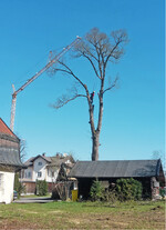 Abb. 5: Miesbach – Fällung einer alten Linde