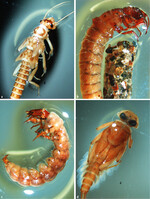 Abb. 3 : Larven von Makrozoobenthos-Organismen, deren Vorkommen einen Revitalisierungserfolg anzeigen;a Isoperla obscura Zettelstedt,b Halesus rubricollis Pictet (mit Köcher),c Rhyacophila praemorsa Mc Lachlan,d Rhithrogena alpe stris Eaton.
